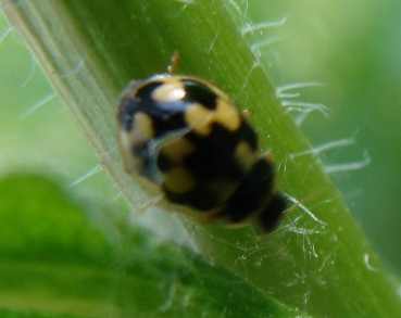 Coccinelle del Parco di Monza